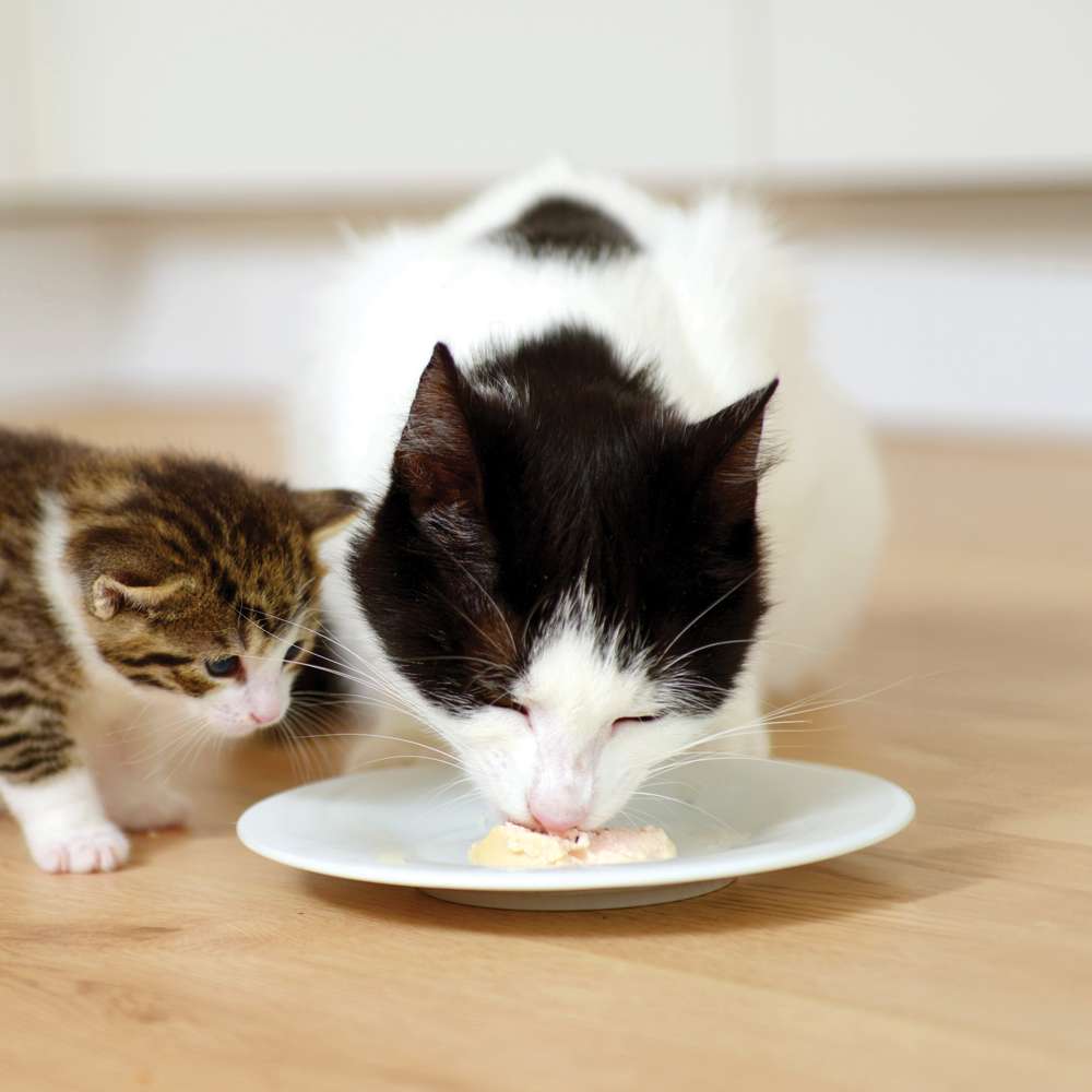 Catit Creamy Cups