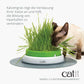 Catit Senses Katzengrassamenset